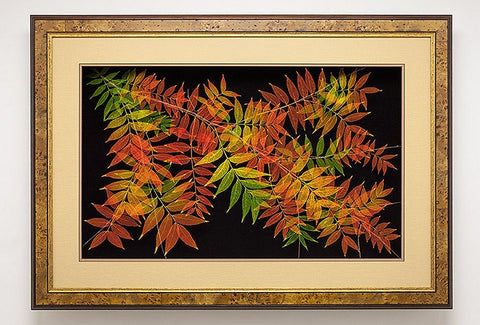 Leaf Lines - Extra Large Chinese Pistache Shadow Box