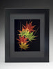 Booker Morey - Leaf Lines - Japanese Maple